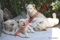 Белые львы теперь в ялтинском зоопарке «Сказка»